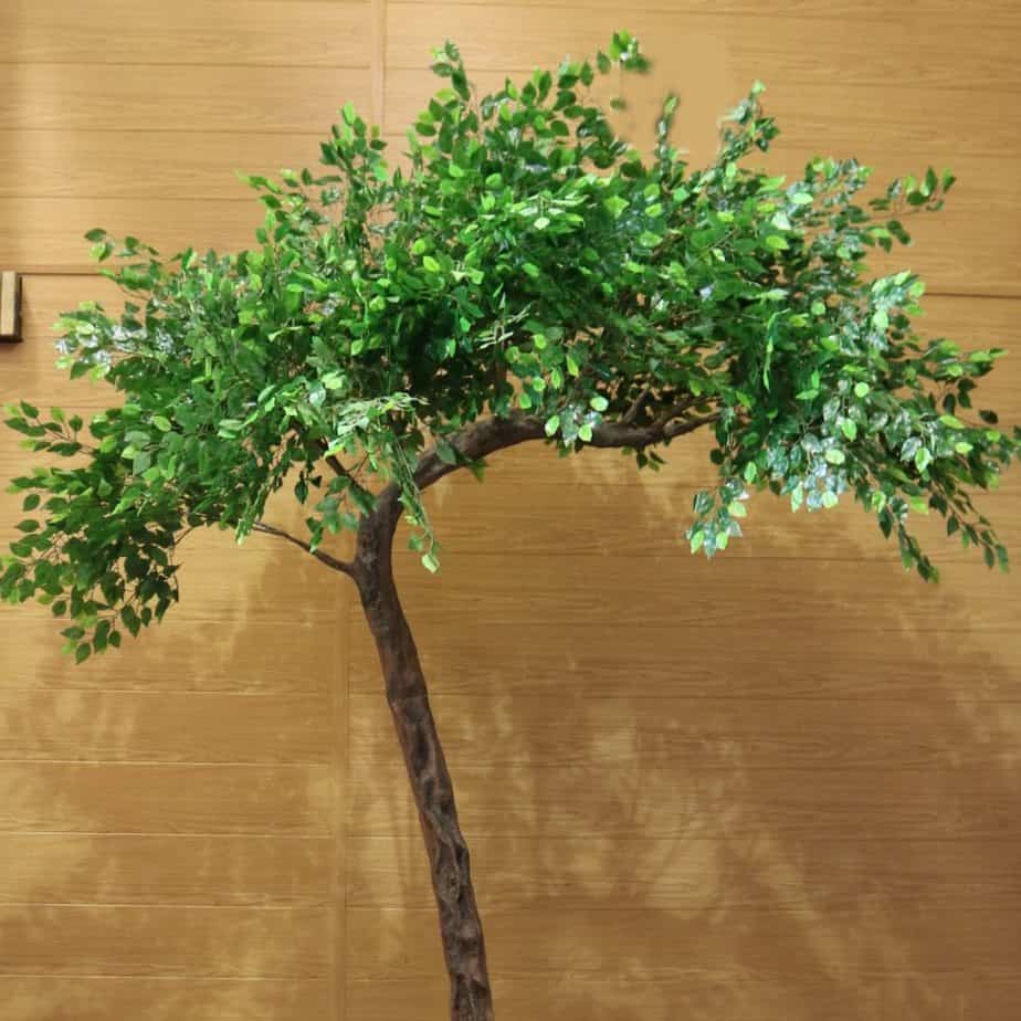 Hire Your Day Ficus tree
